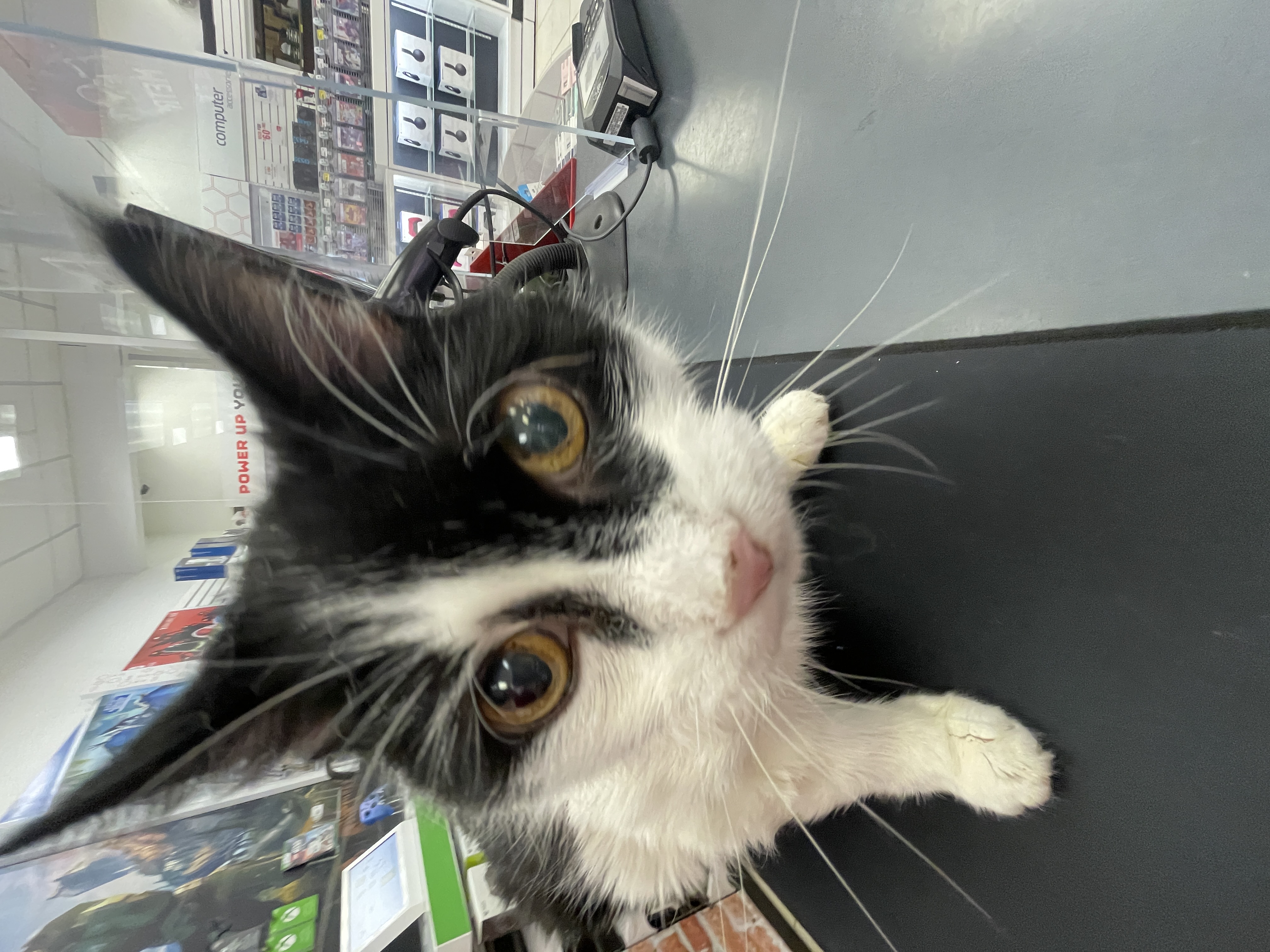 A cat in Canada