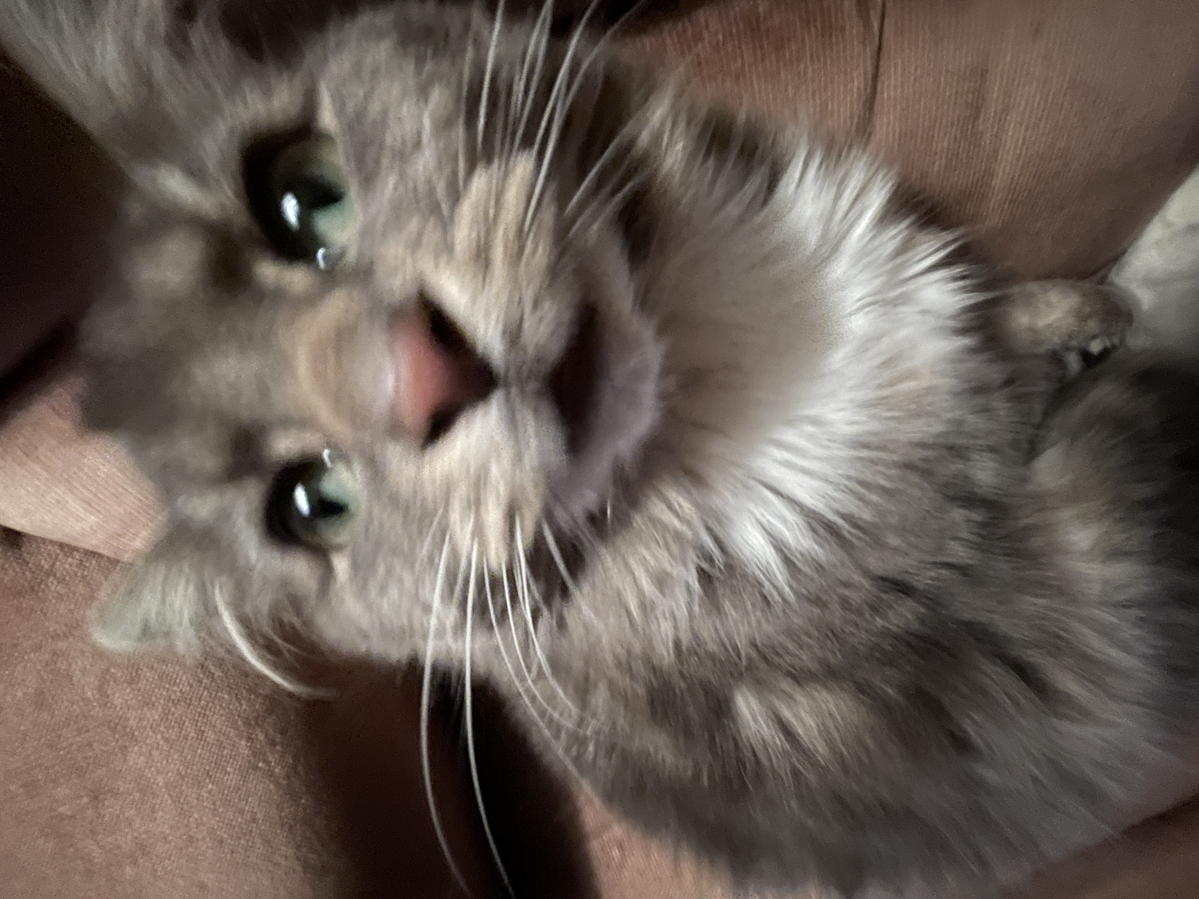 A cat in Canada