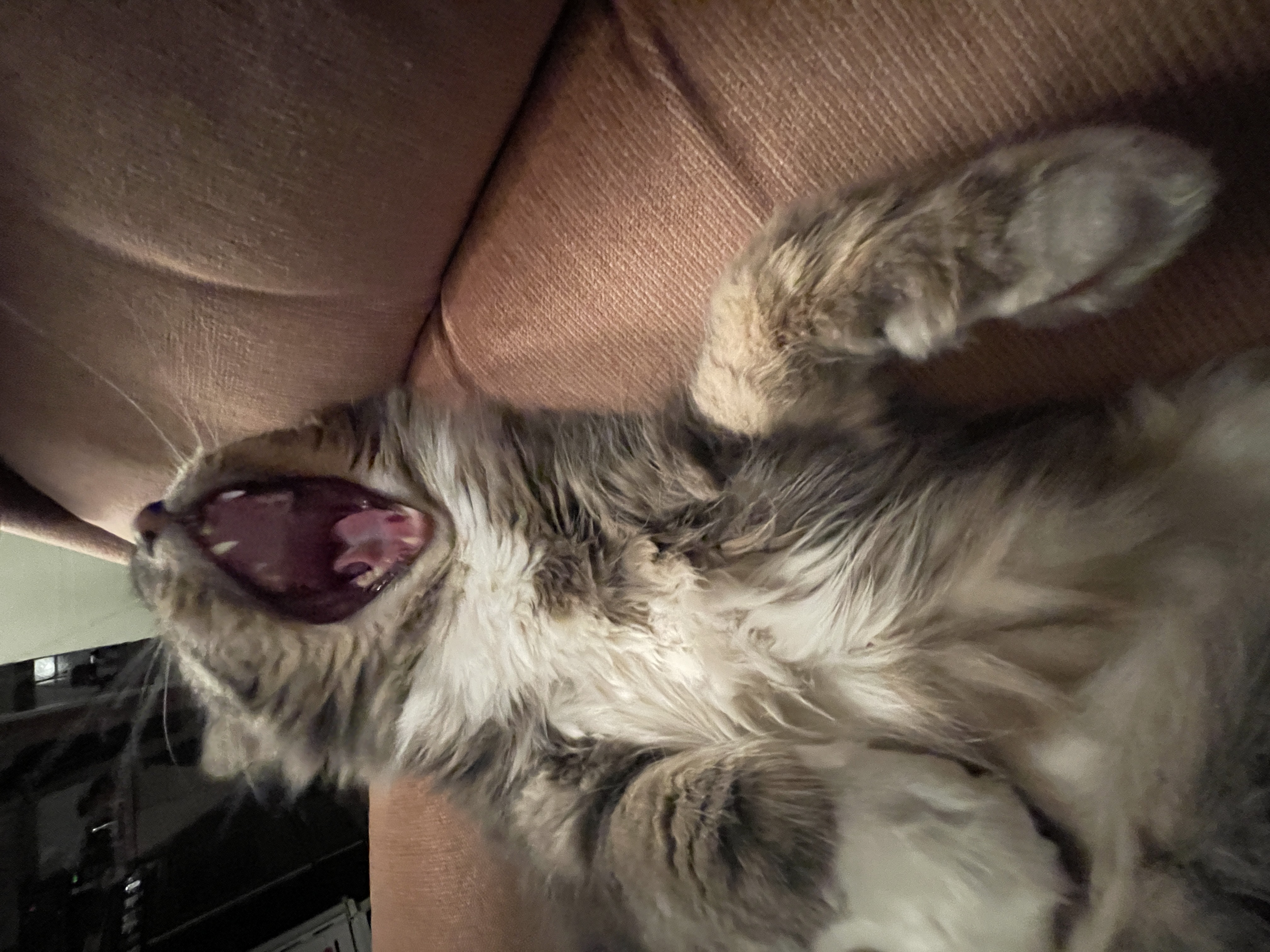A cat in Canada