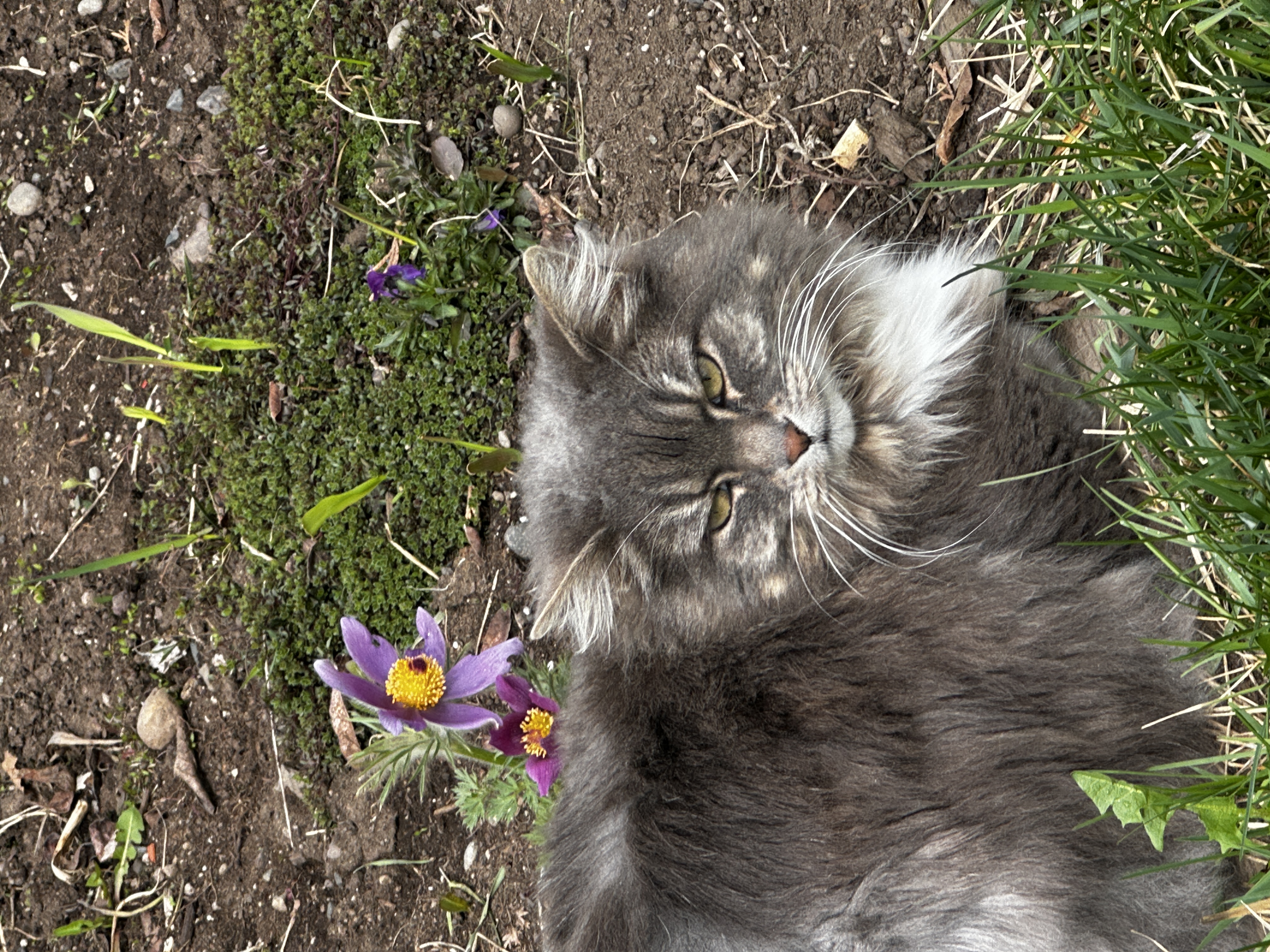 A cat in Canada