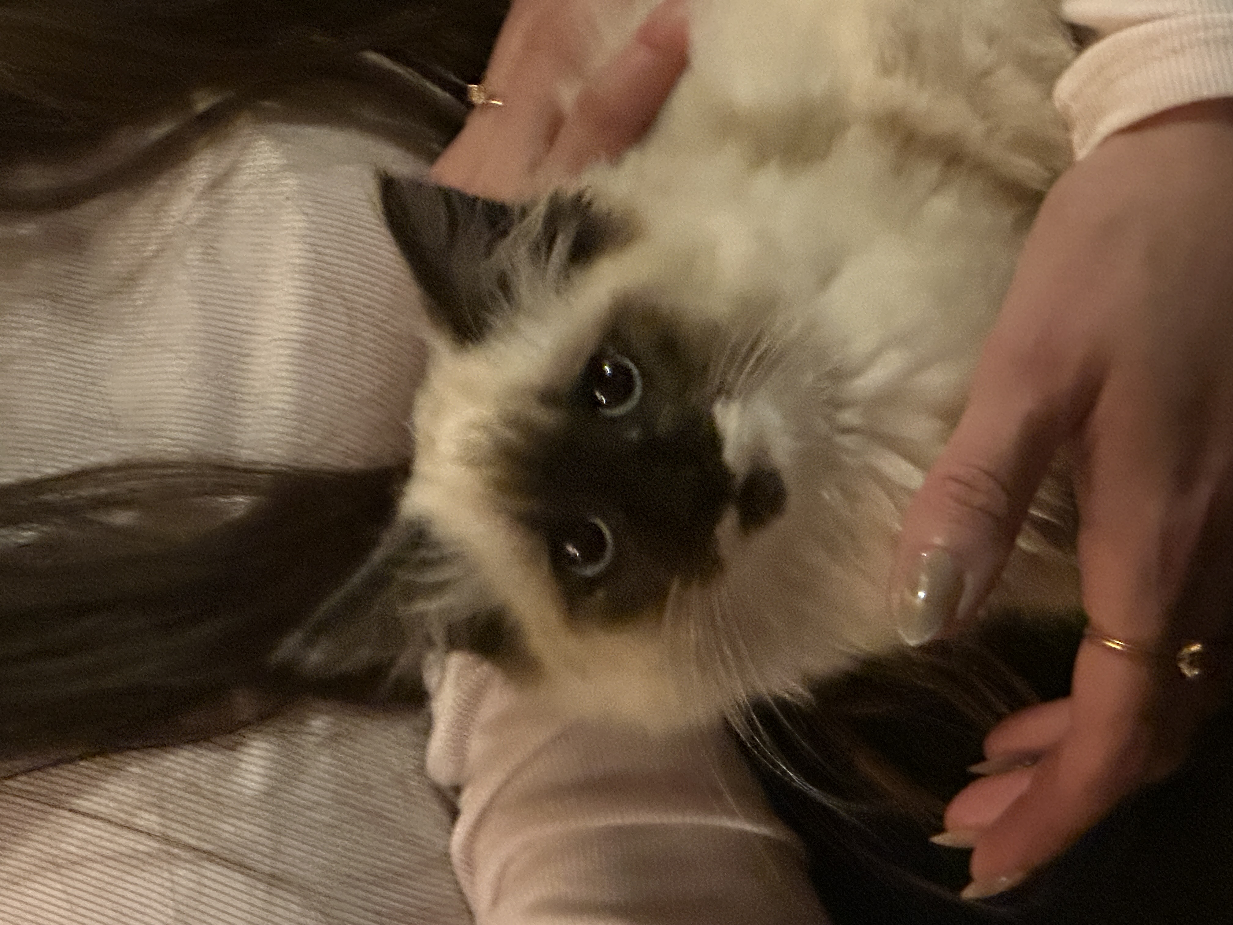 A cat in Canada