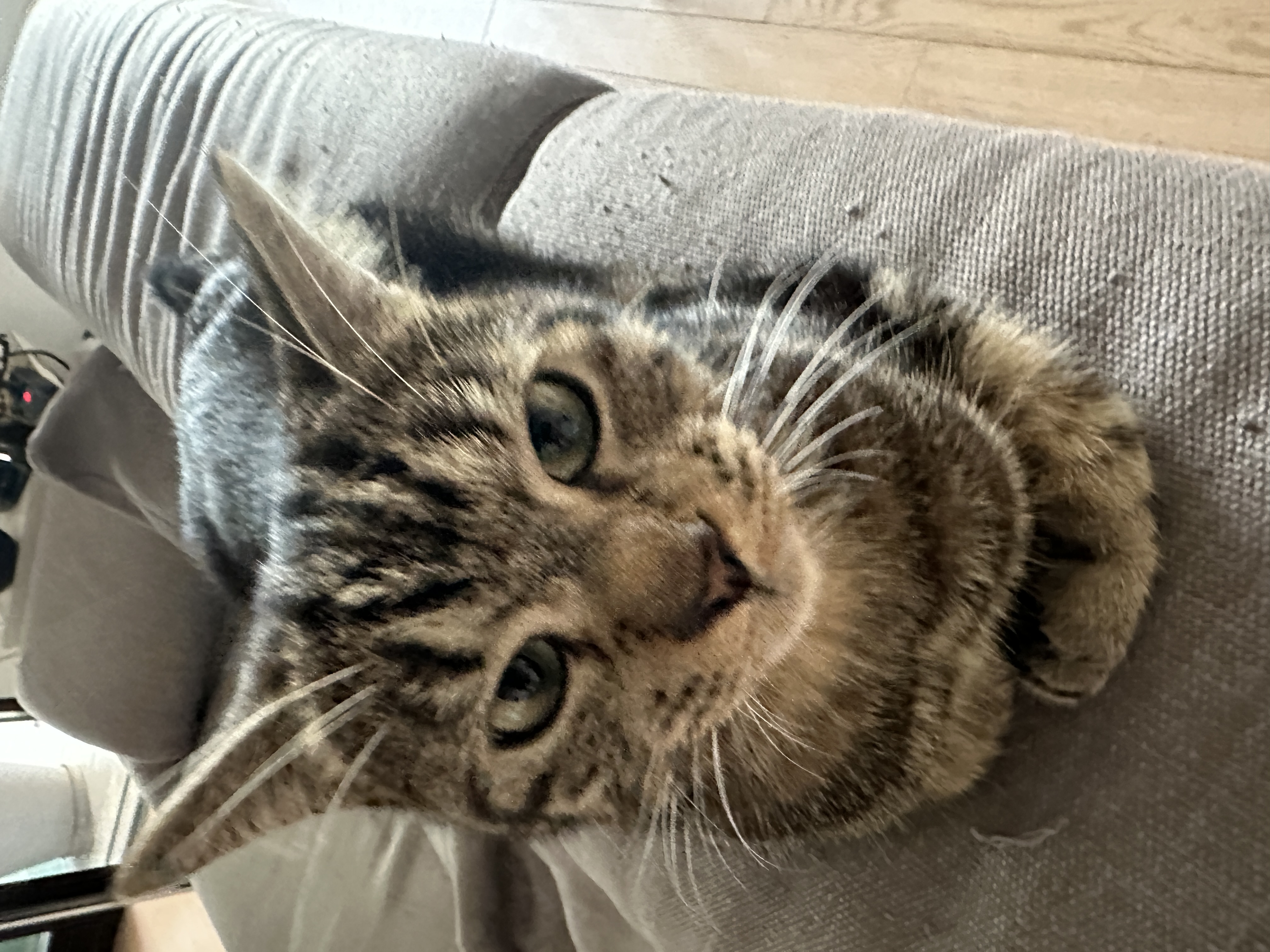 A cat in Italy