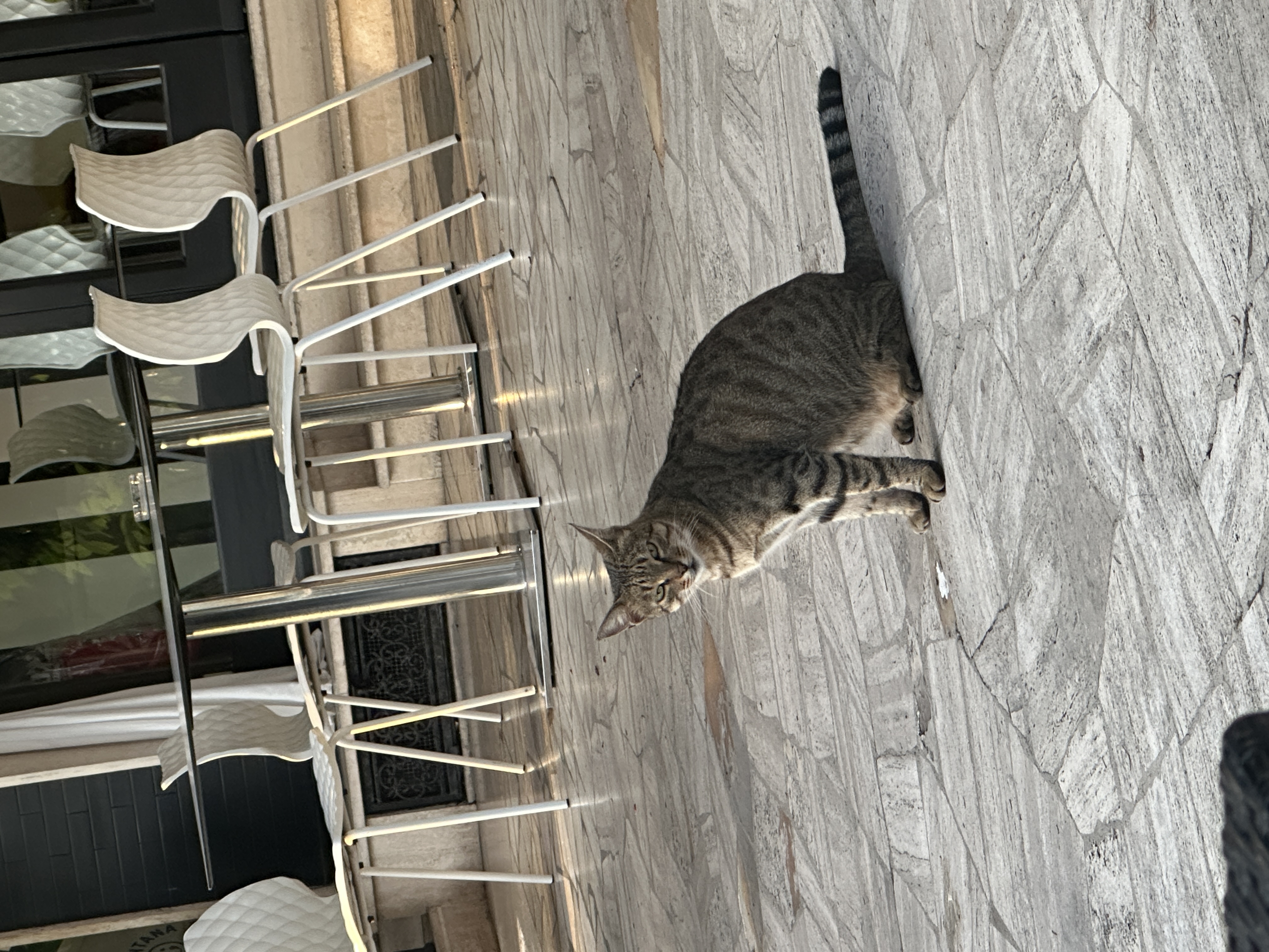 A cat in Italy