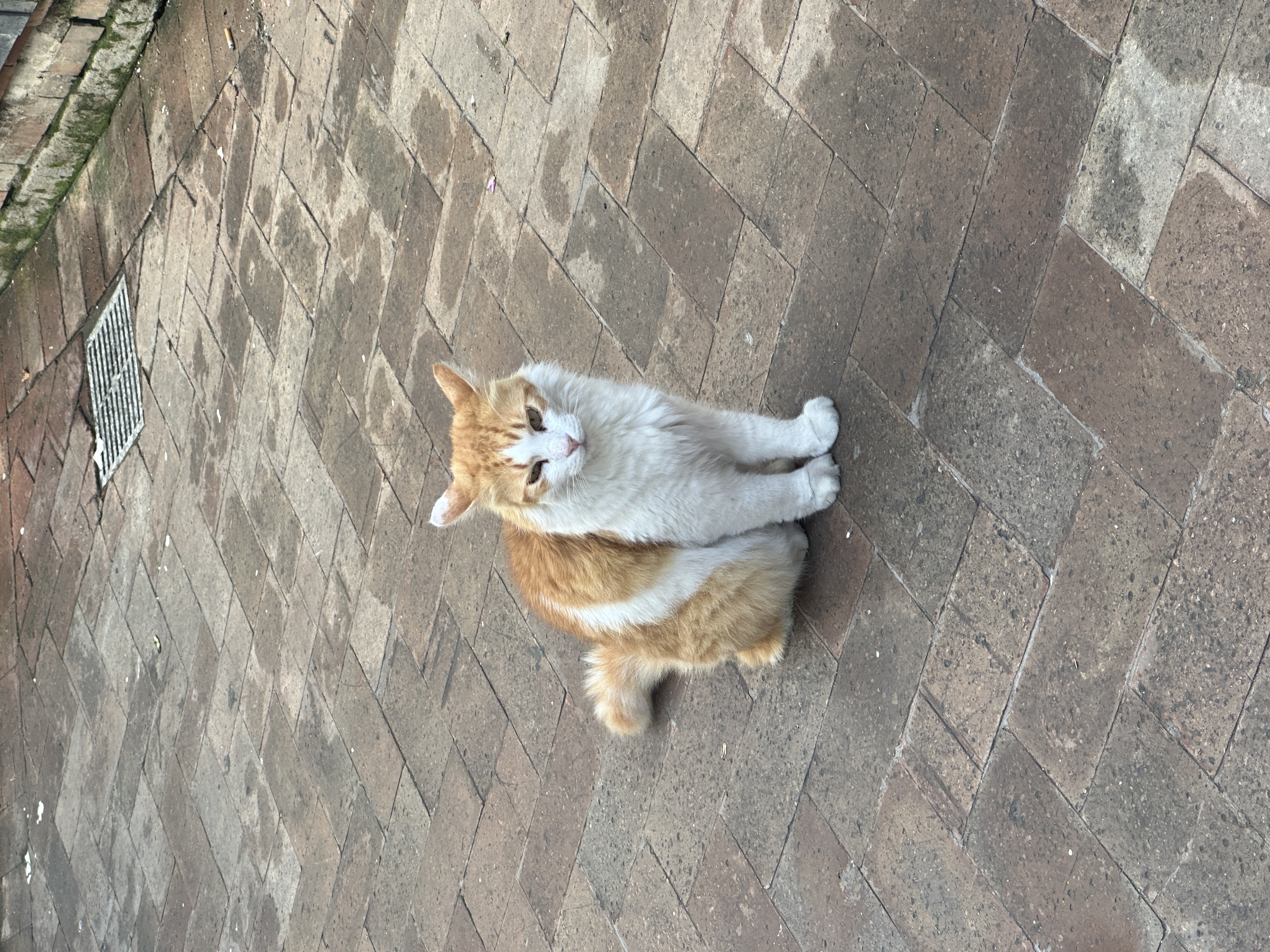 A cat in Italy