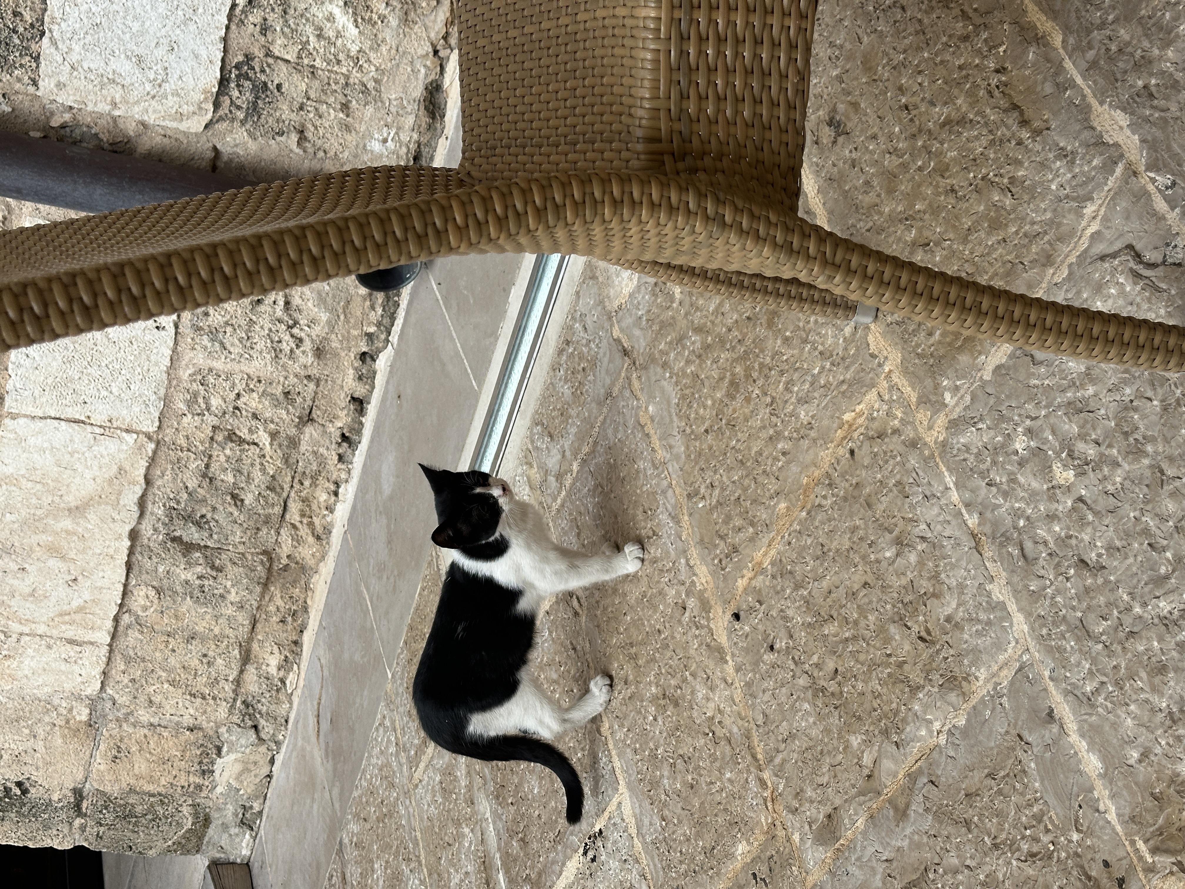 A cat in Italy