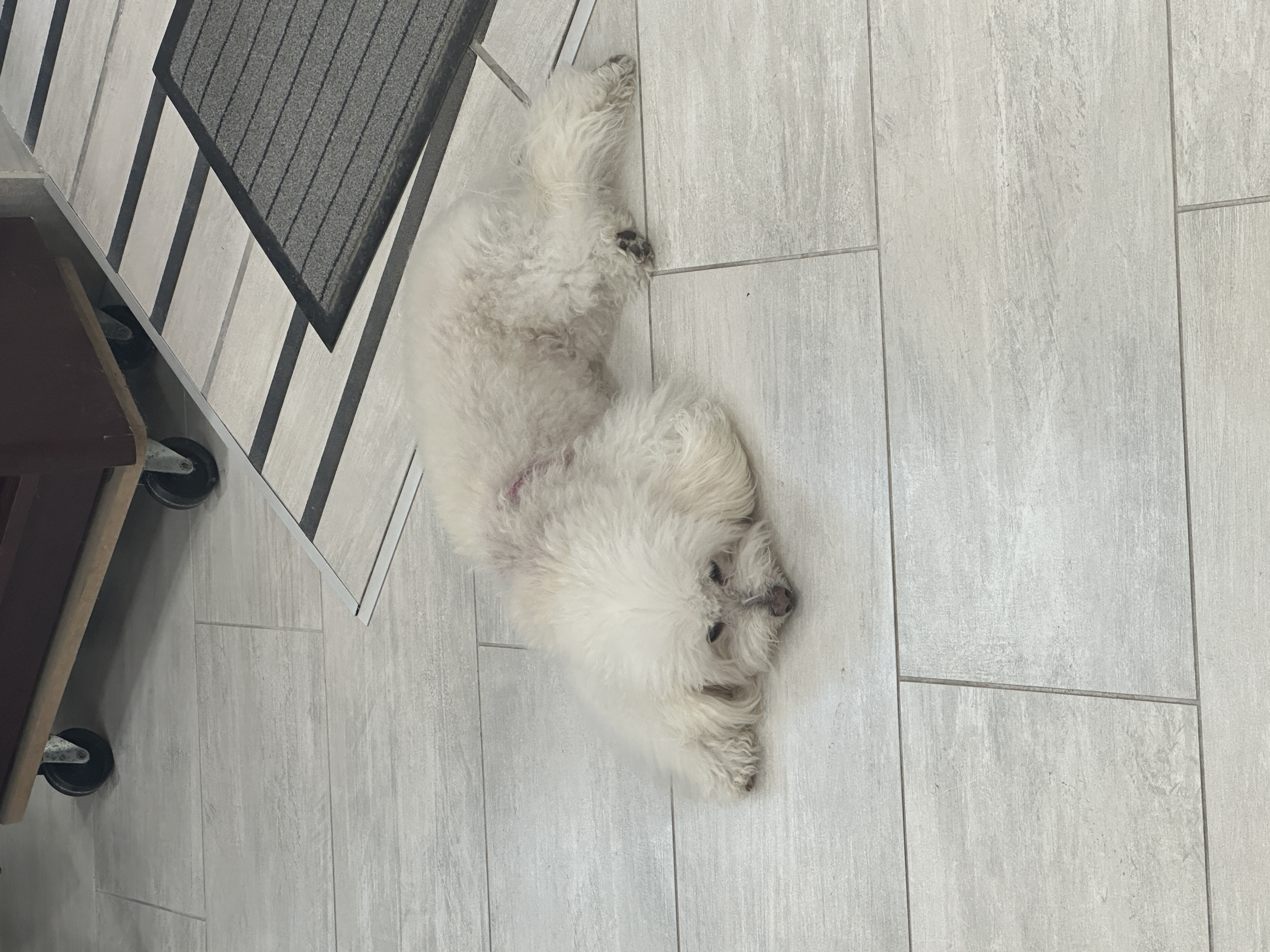 A dog in Italy
