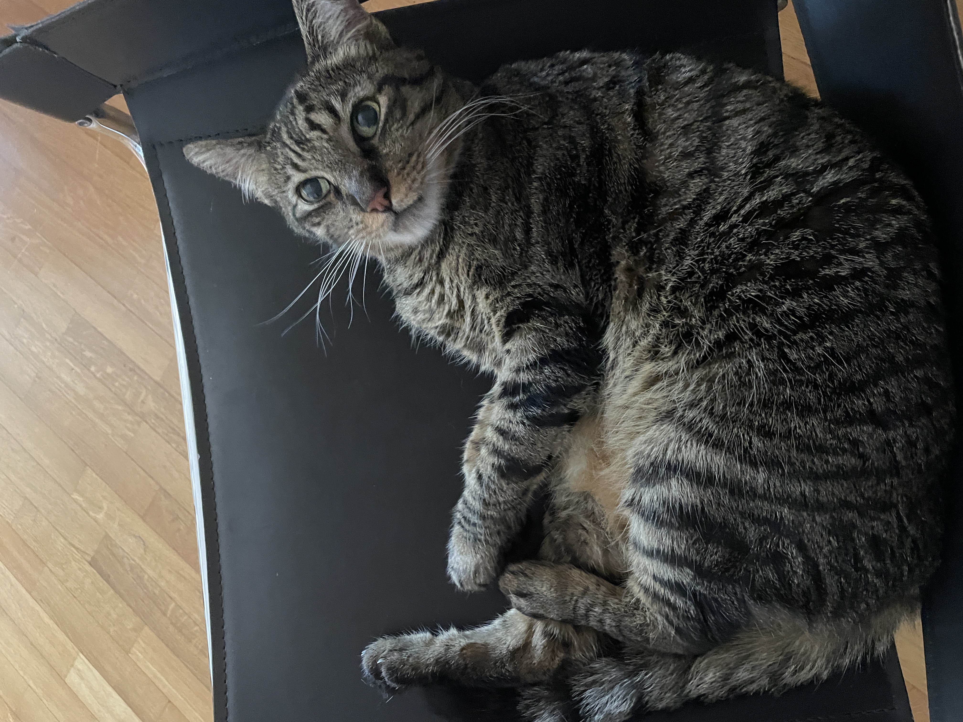 A cat in Italy
