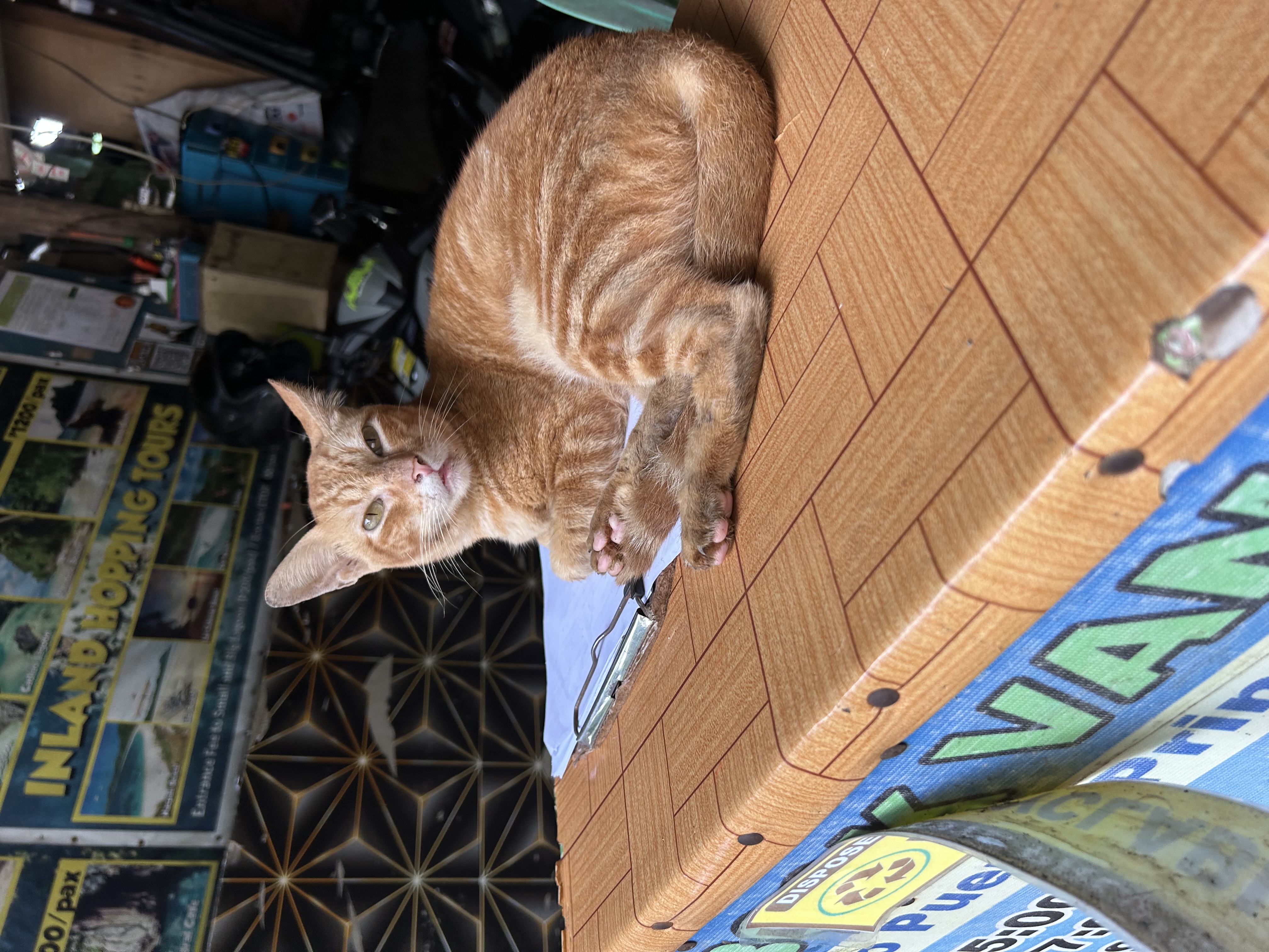 A cat in the Philippines