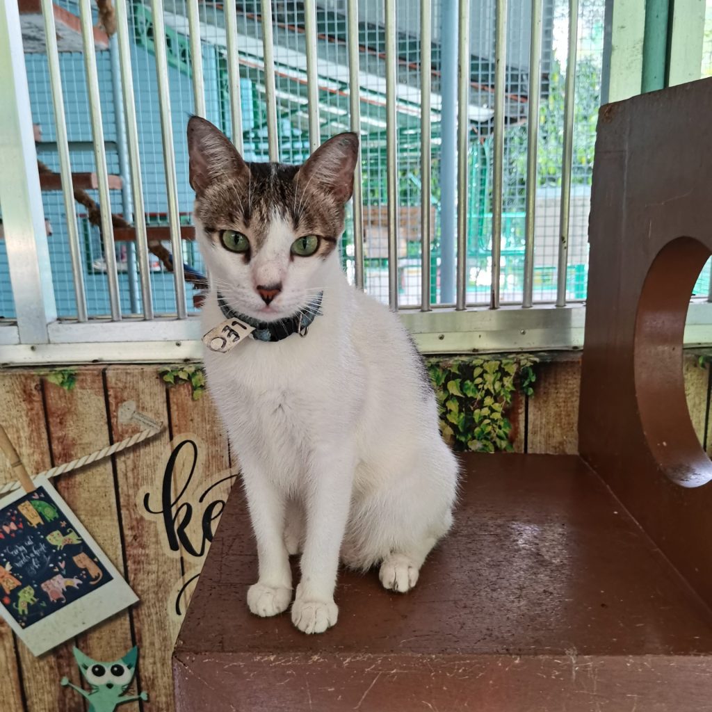 A cat in the Philippines