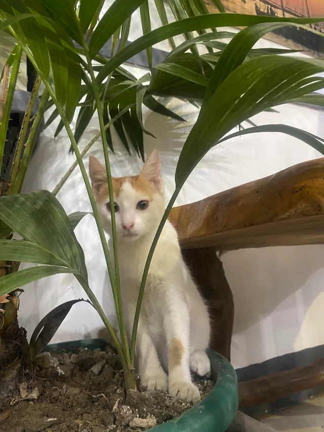 A cat in the Philippines