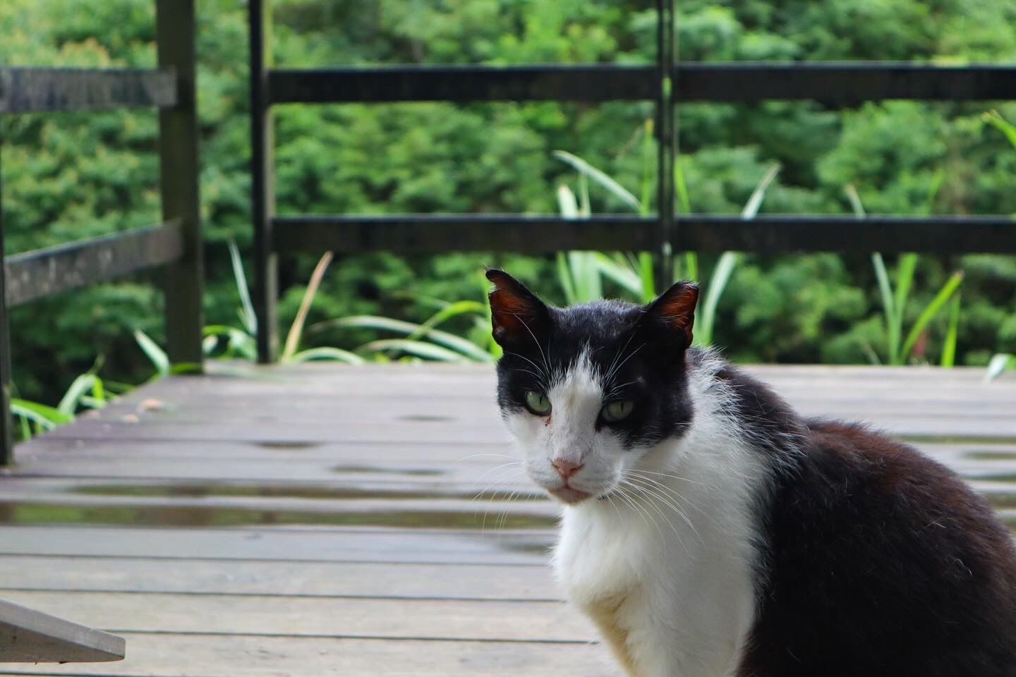 A cat in Taiwan