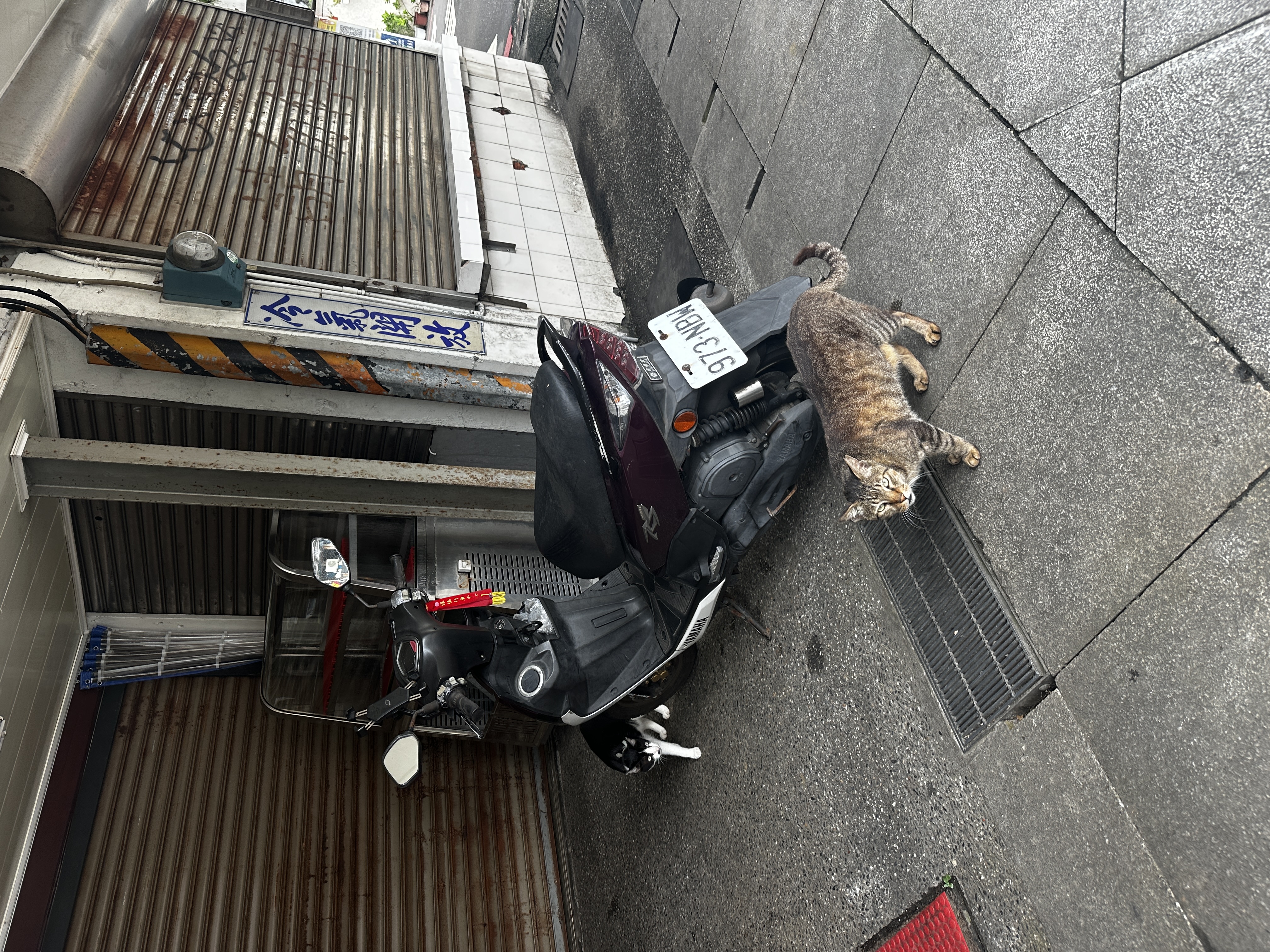 A cat in Taiwan
