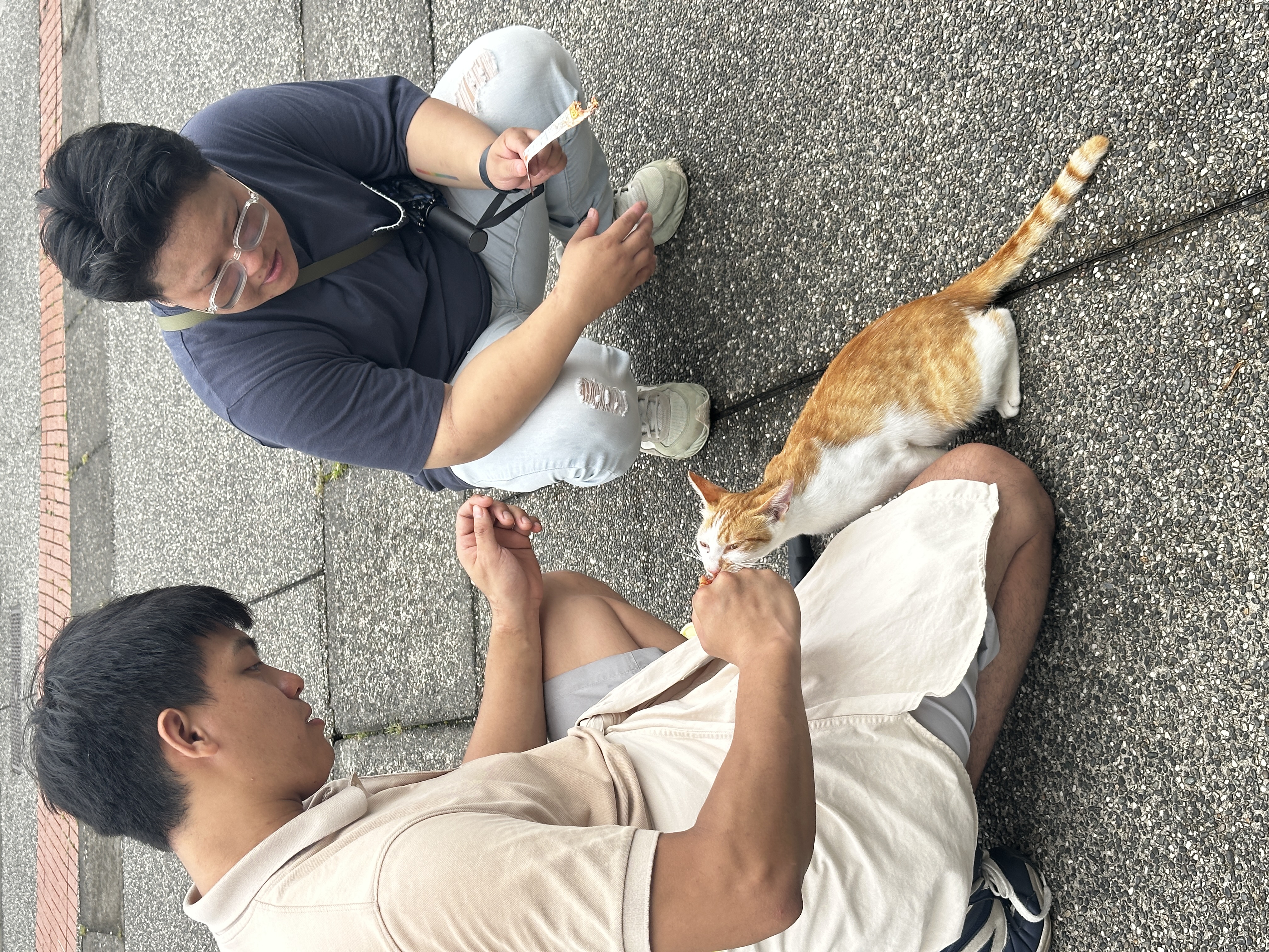 A cat in Taiwan