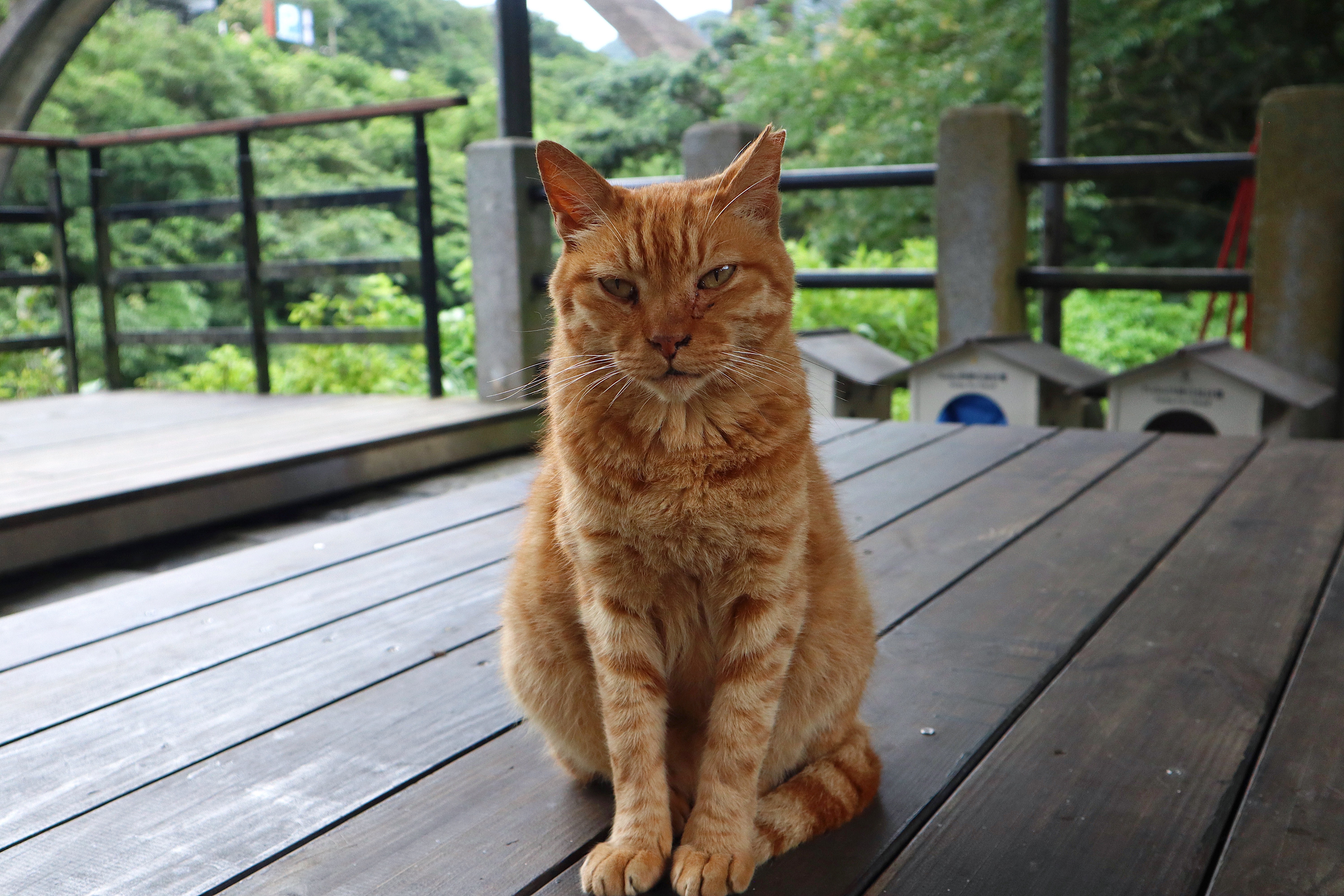 A cat in Taiwan