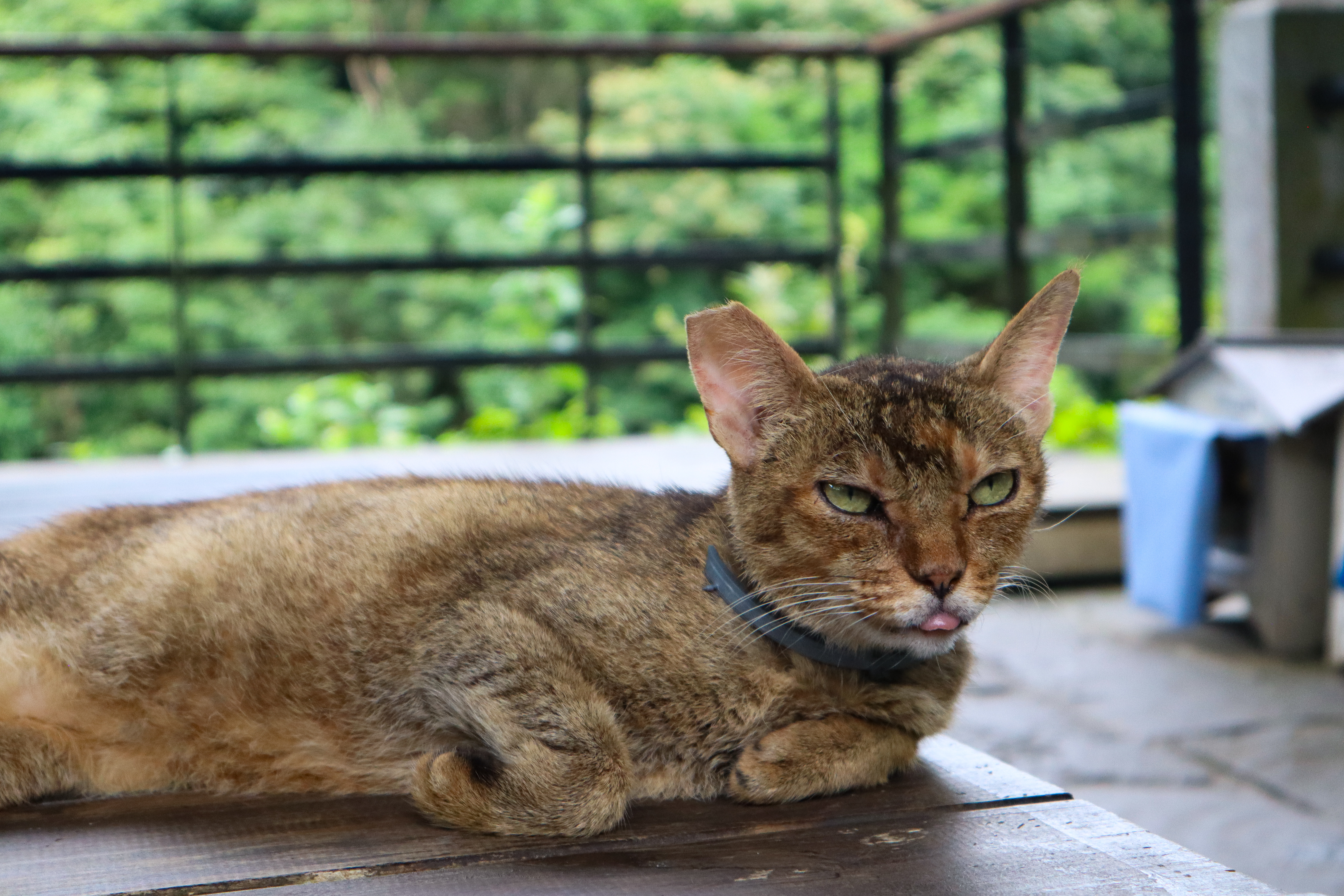 A cat in Taiwan