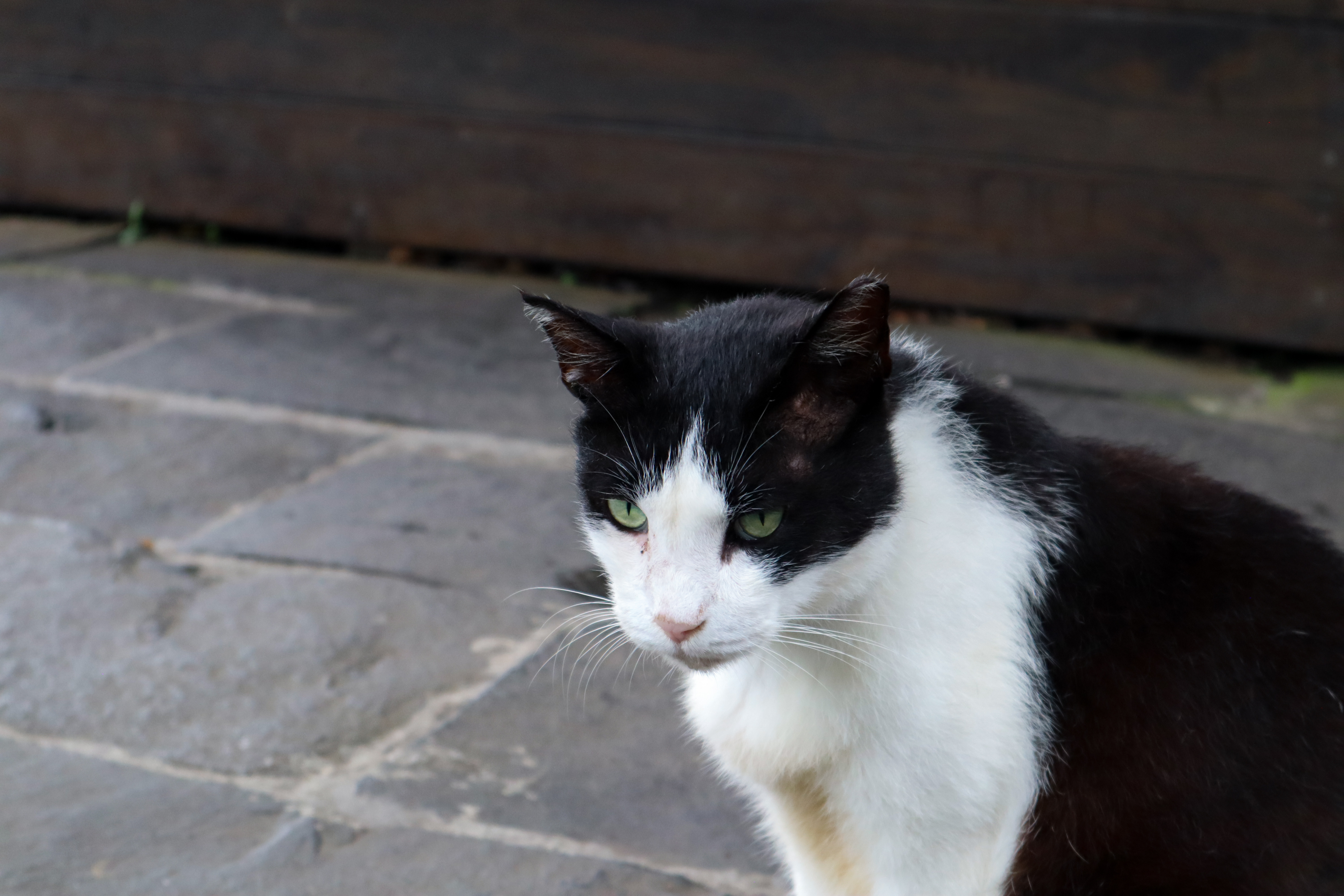 A cat in Taiwan