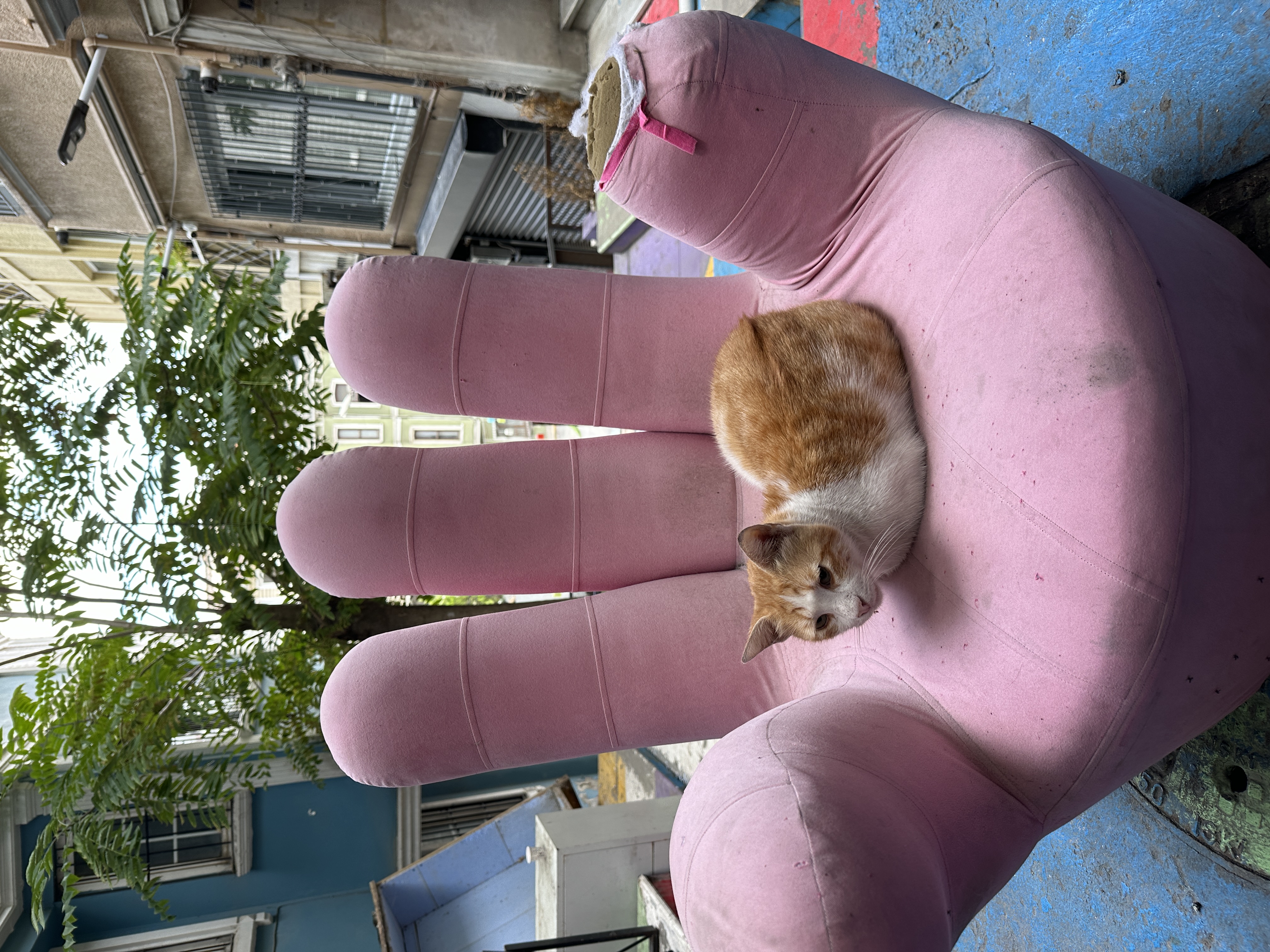 A cat in Turkey