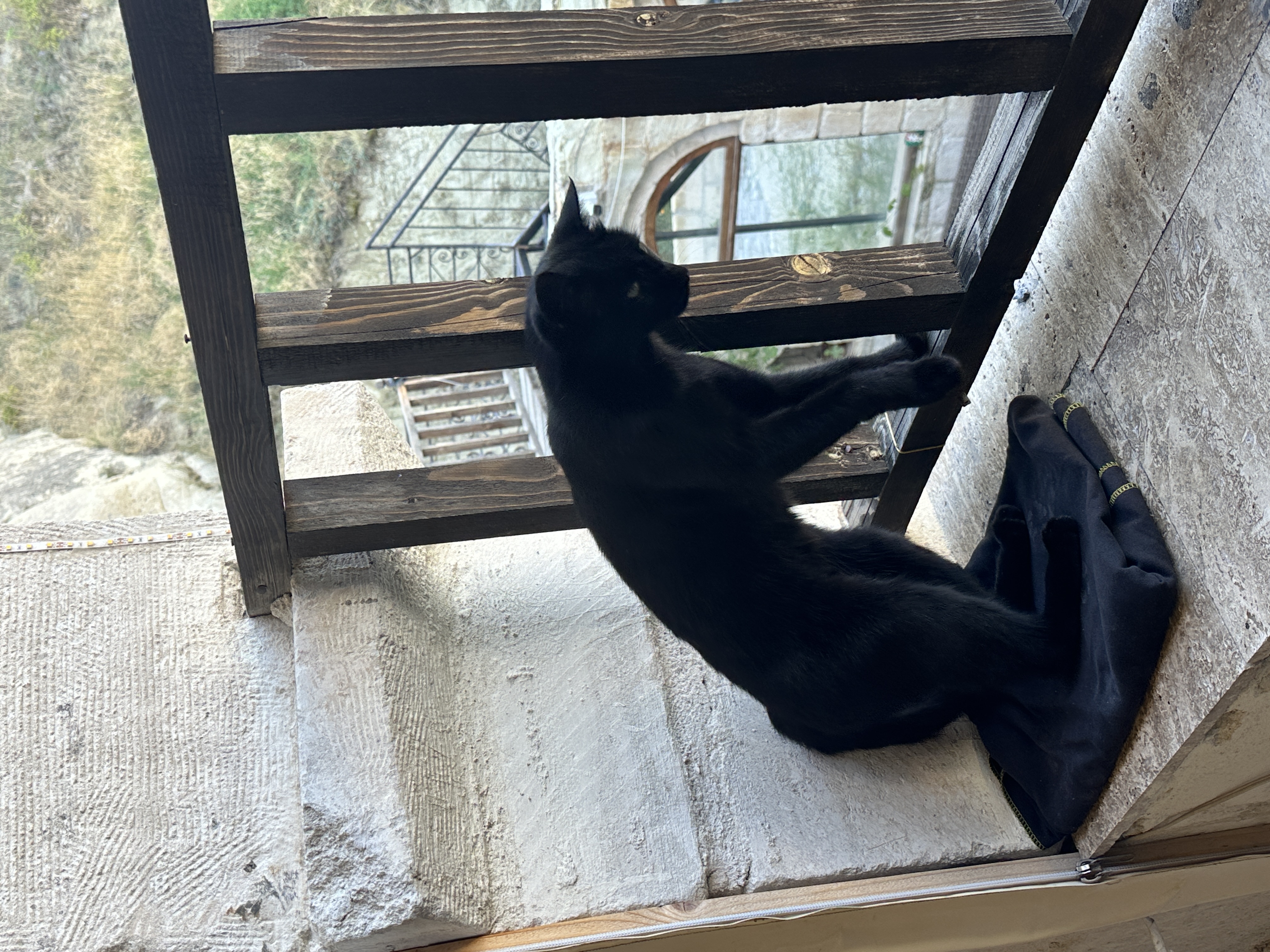 A cat in Turkey