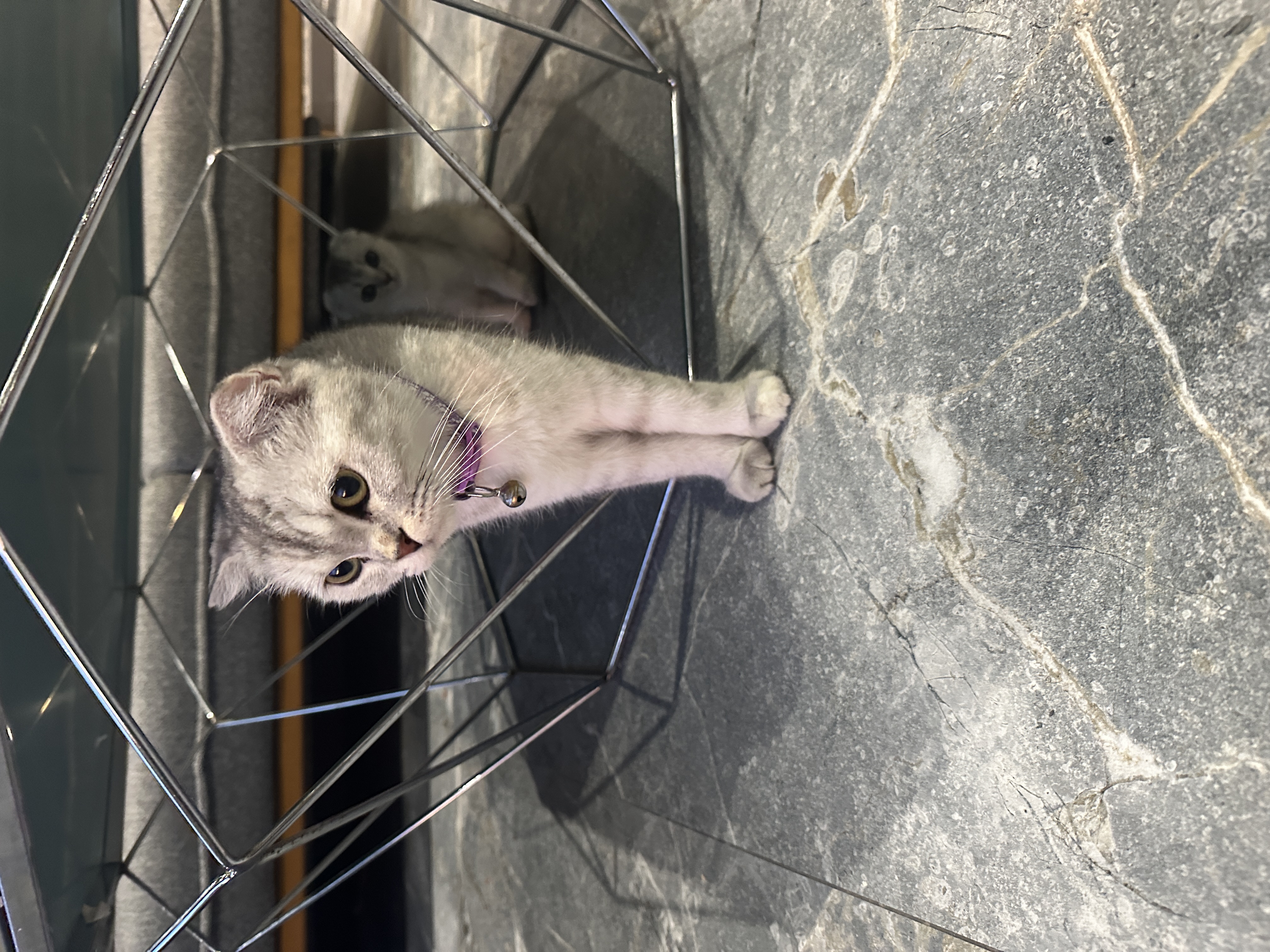 A cat in Turkey