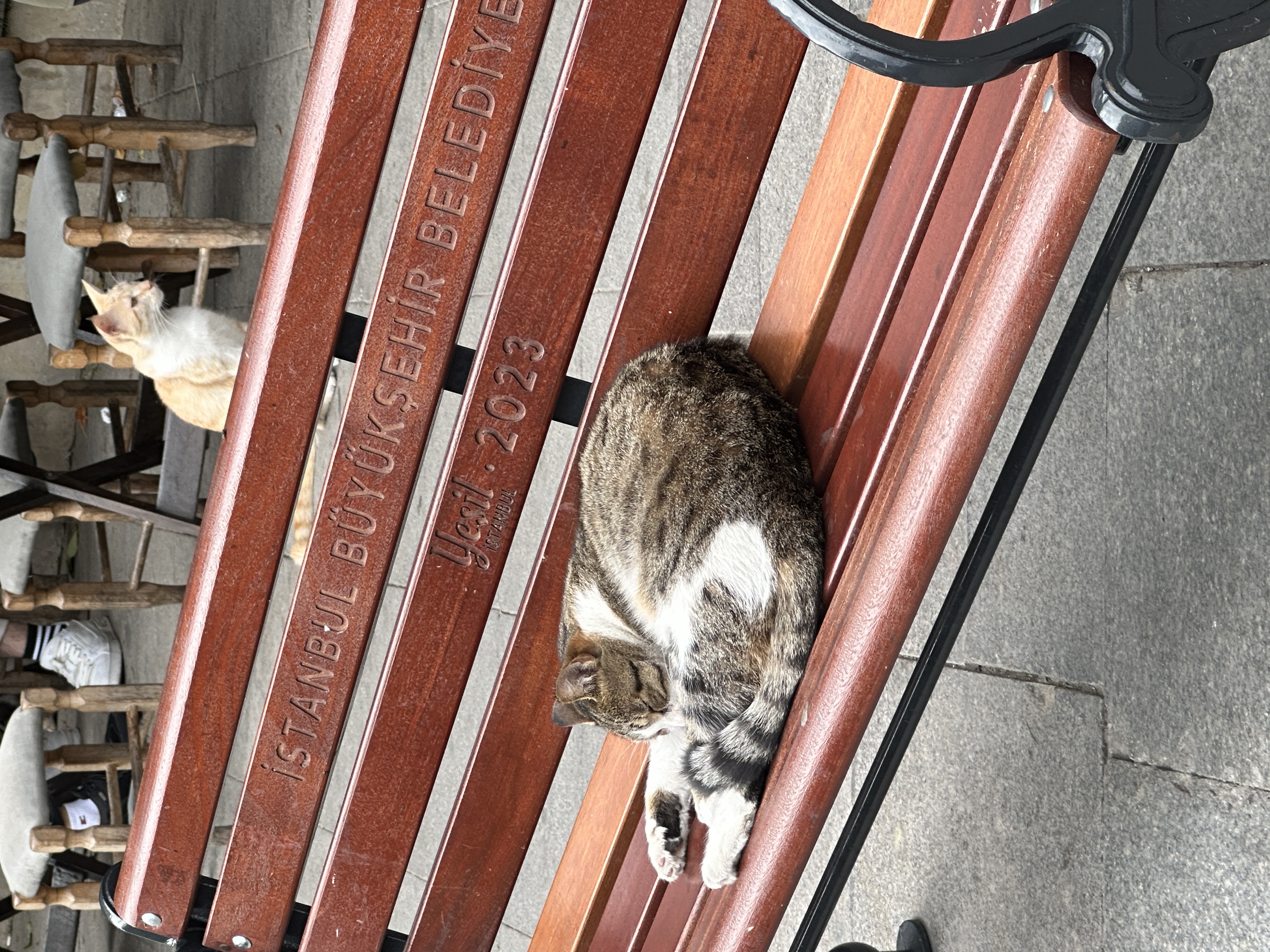 A cat in Turkey