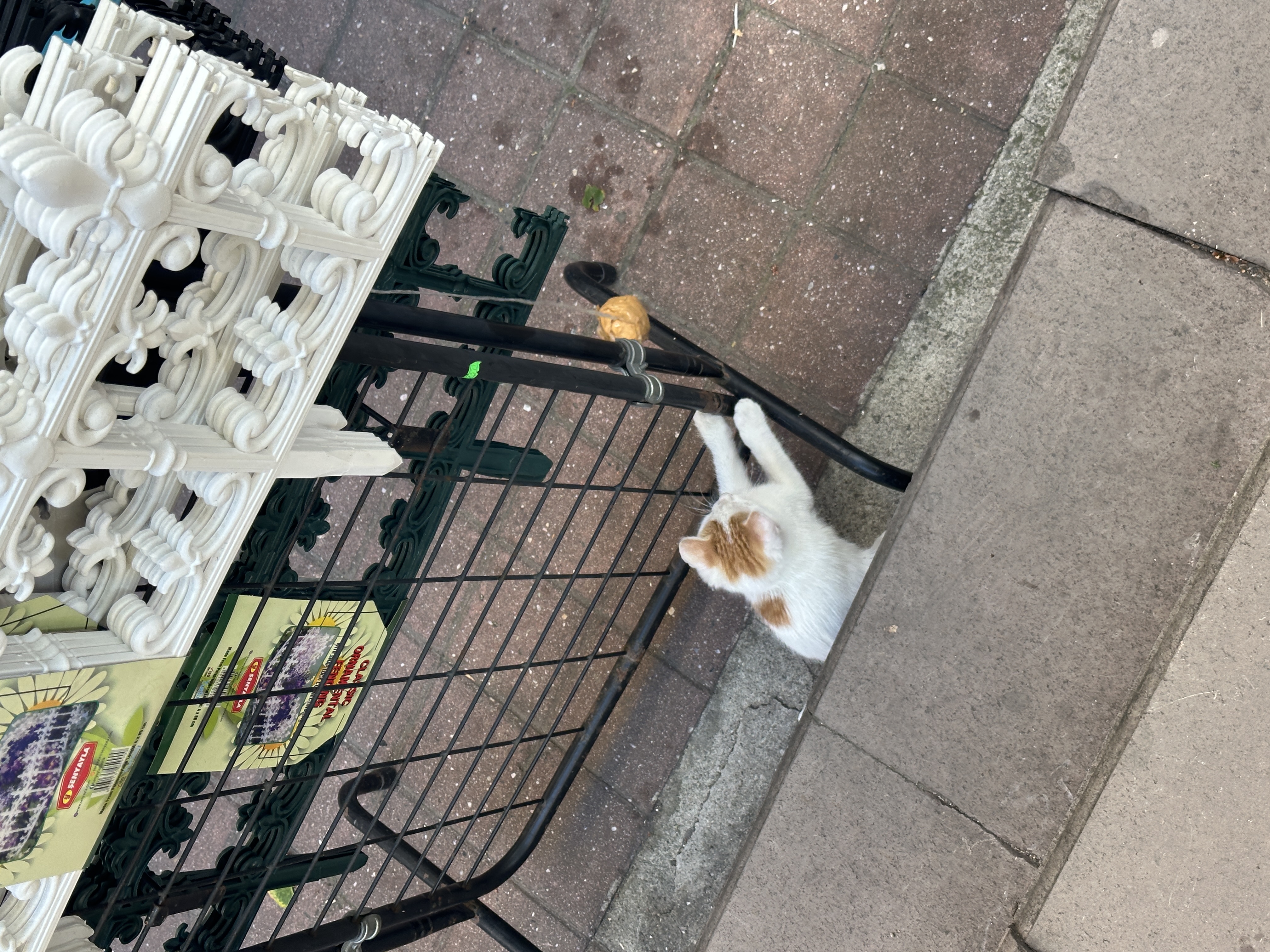 A cat in Turkey