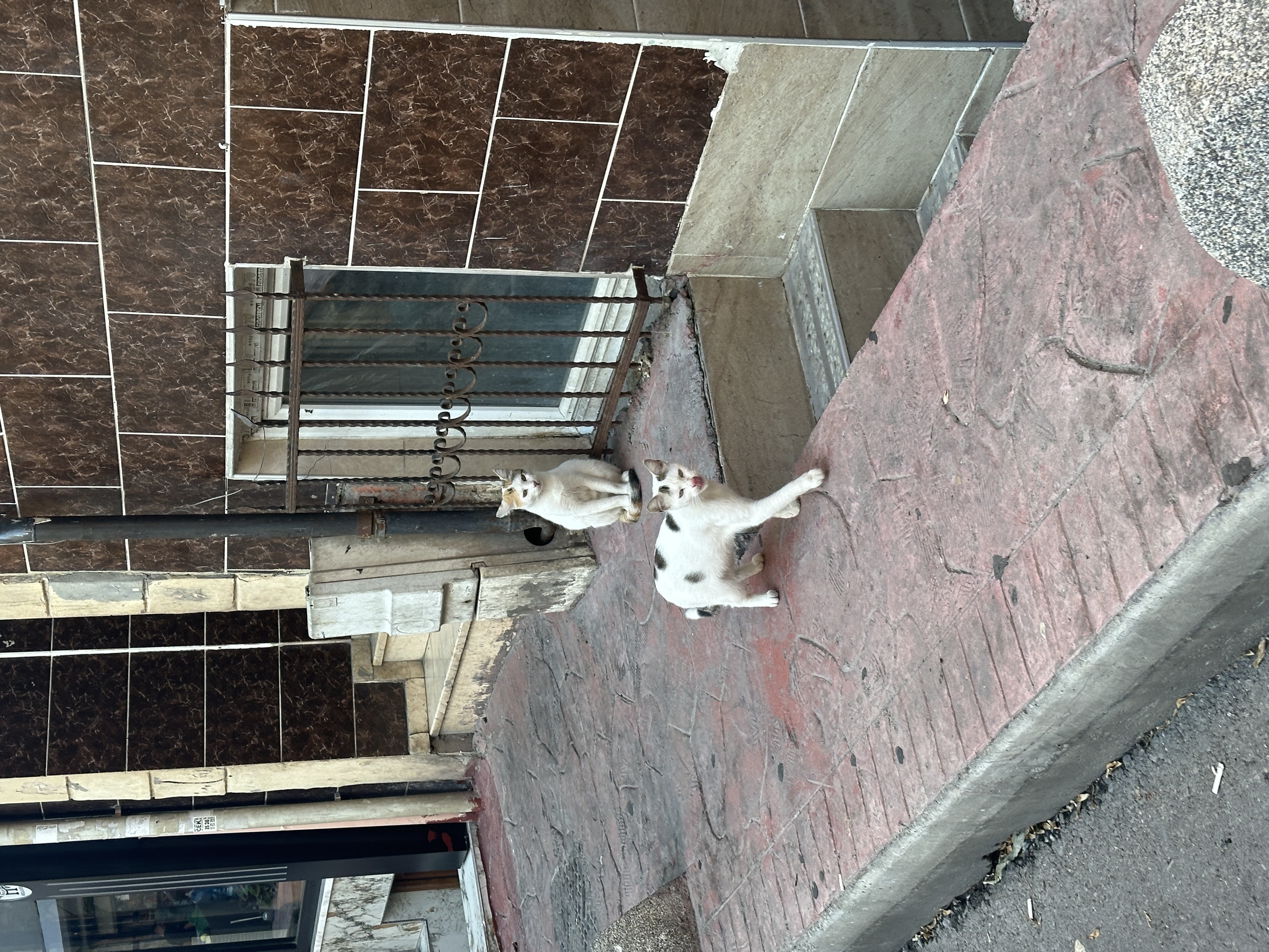 A cat in Turkey