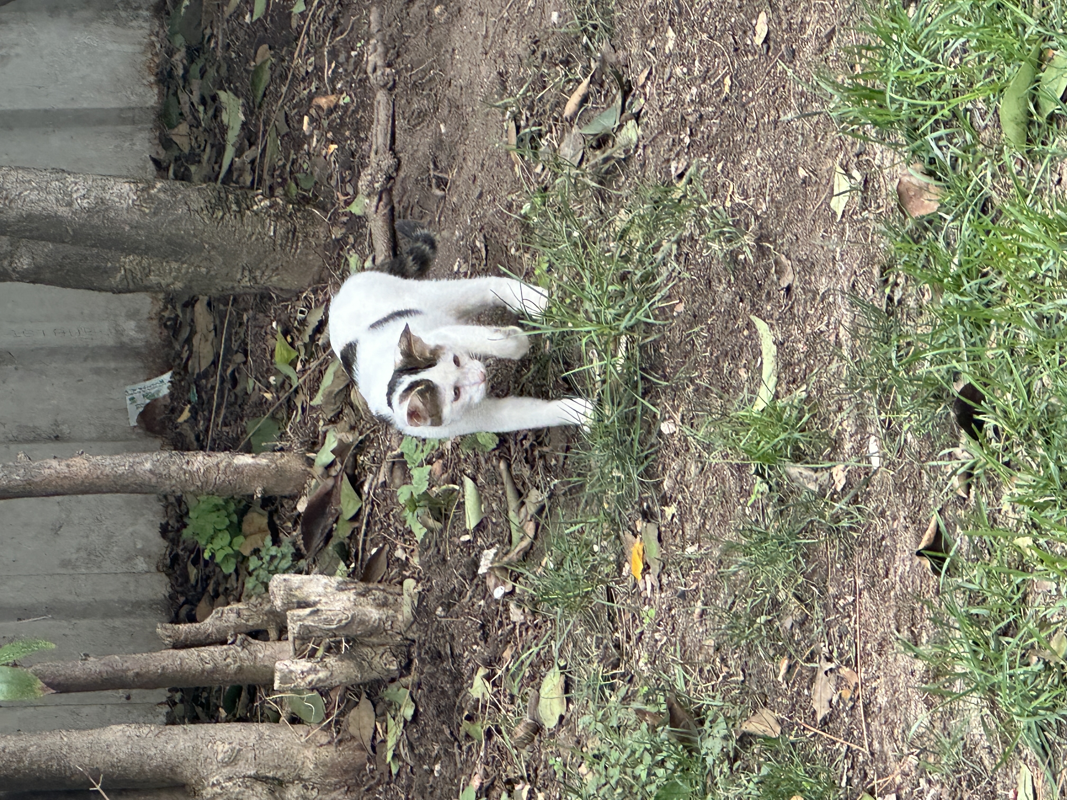 A cat in Turkey