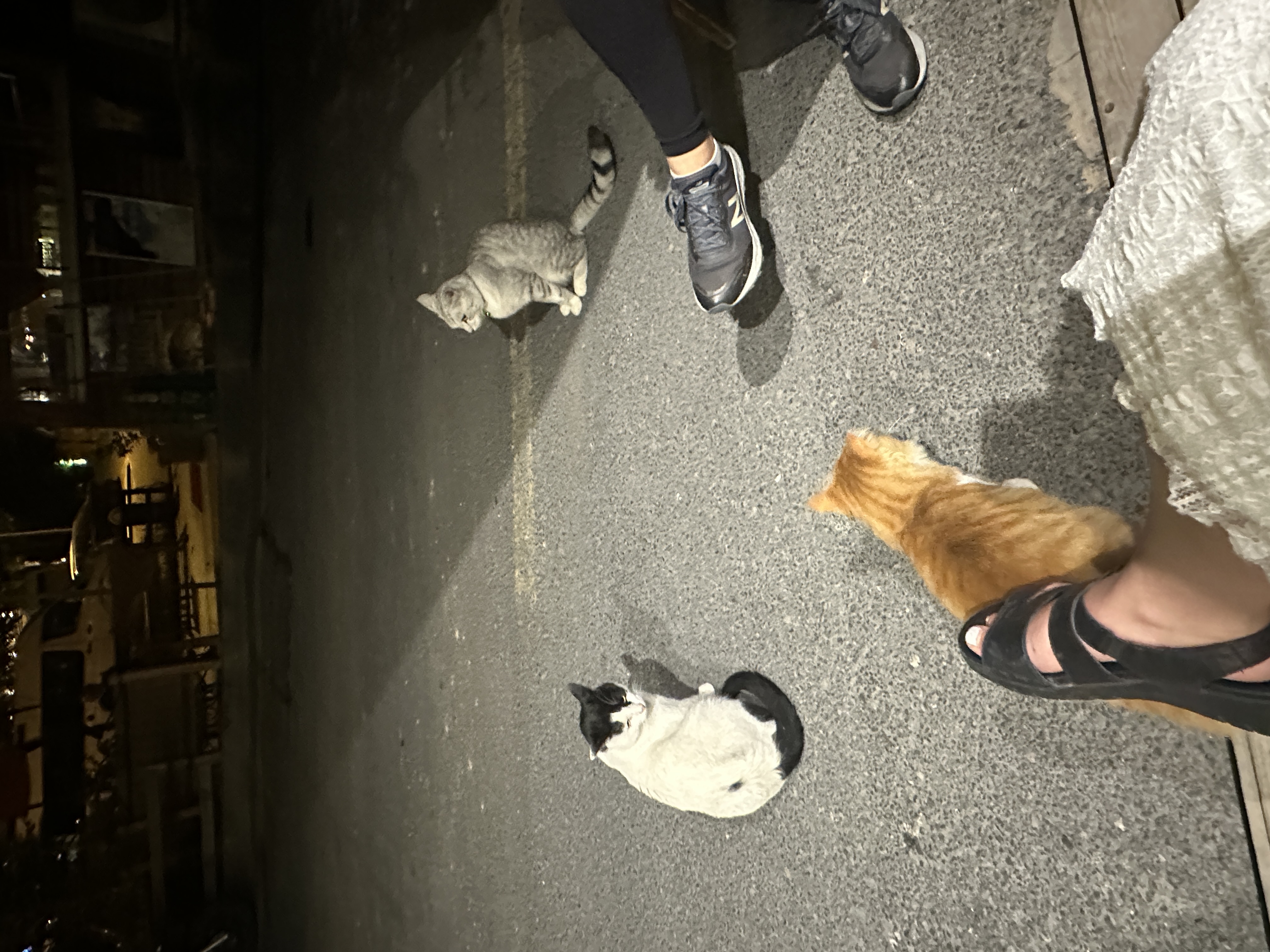 A cat in Turkey